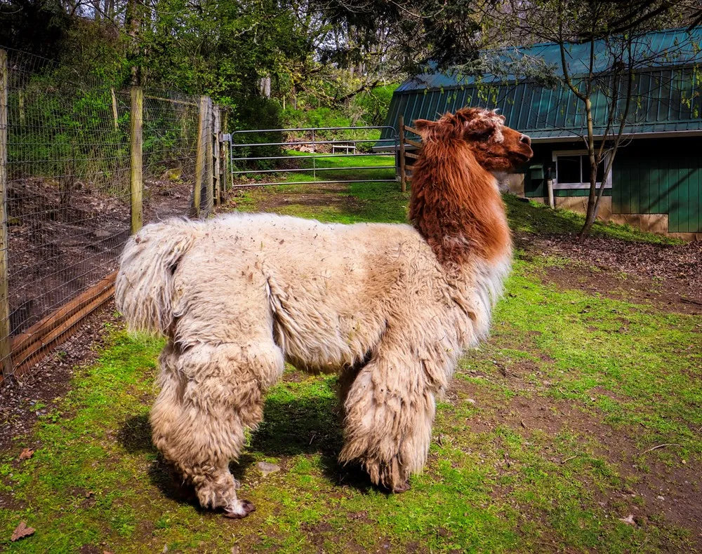 Fleece and Fibre: Textile Producers of Vancouver Island and the Gulf Islands