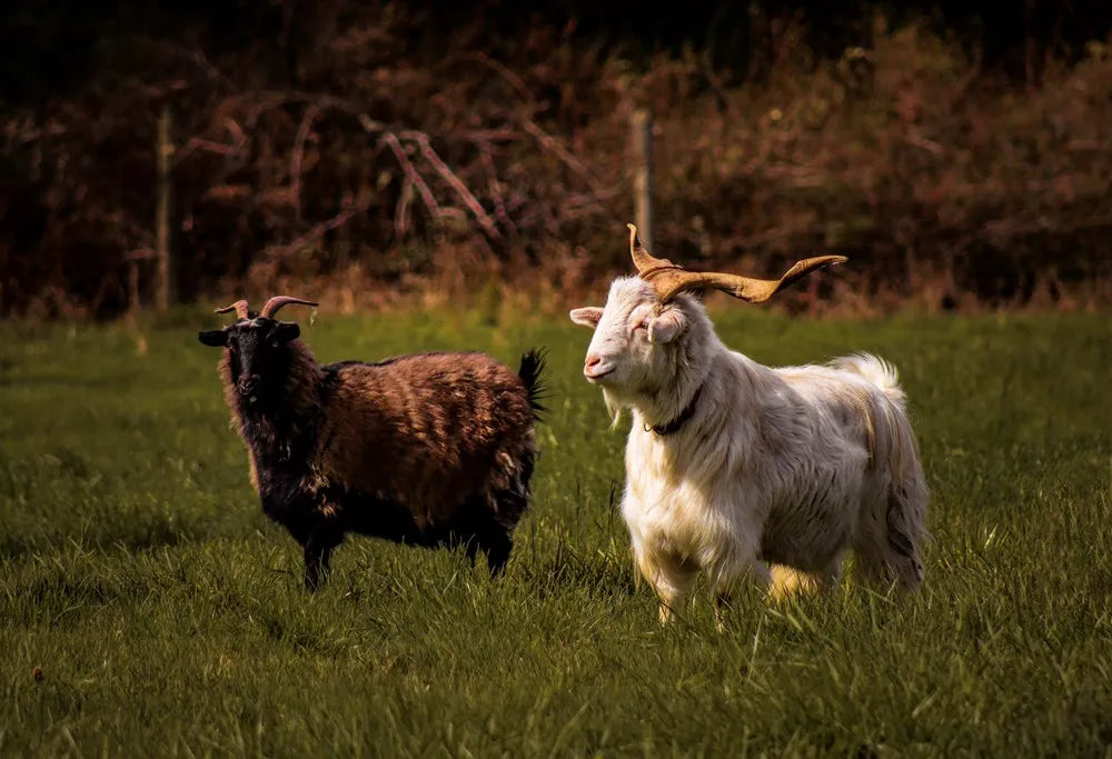 Fleece and Fibre: Textile Producers of Vancouver Island and the Gulf Islands