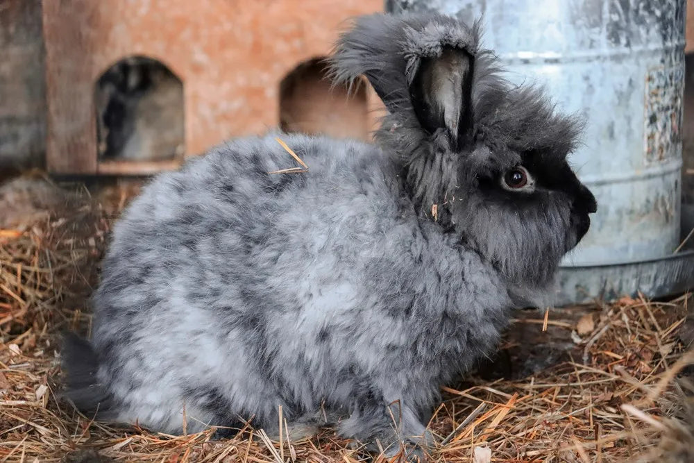 Fleece and Fibre: Textile Producers of Vancouver Island and the Gulf Islands