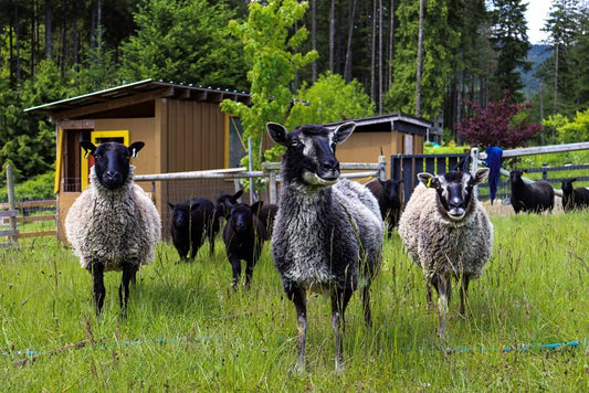 Fleece and Fibre: Textile Producers of Vancouver Island and the Gulf Islands